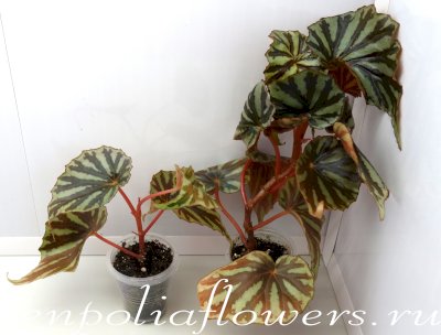 Бегония Irian Jaya